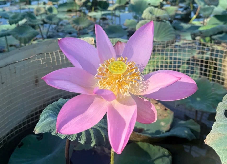 Prospects for conserving Japan’s ancient Oga lotus variety in Da Nang